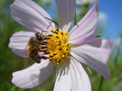 蜜蜂, 花, 夏季, 自然, 昆虫纲, 蟑螂, 大黄蜂