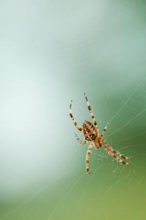 蜘蛛, 网络, 自然, 蜘蛛网, 蛛形纲动物, 昆虫, 动物