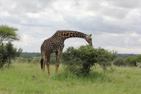 非洲, 坦桑尼亚, trangire, 长颈鹿, 野生动物, 野生动物园, 萨凡纳