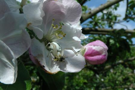 蜜蜂, 蜘蛛, 苹果树上的花, 树上苹果, 猎物