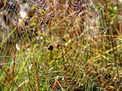 蜘蛛, web, 露水, 早上, 蜘蛛网, 蜘蛛网, 自然