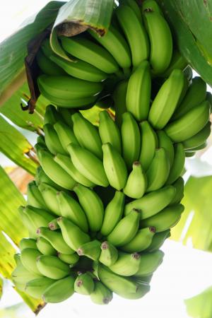 香蕉, 灌木, 香蕉灌木, 黄色, 健康, 水果, 绿色的颜色