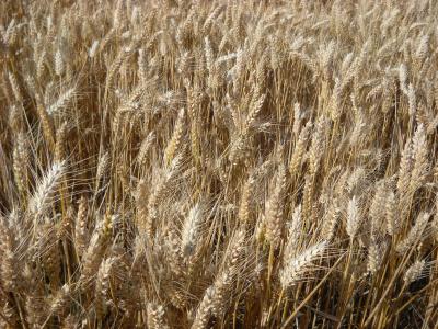 小麦, 谷物, 农业