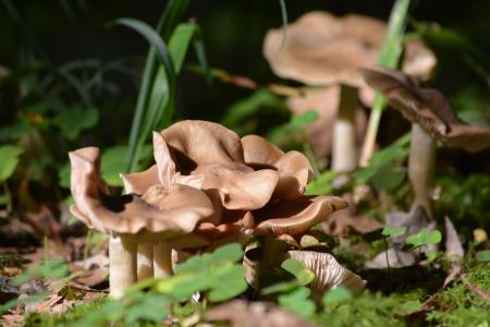 蘑菇, 自然, 秋天, 森林