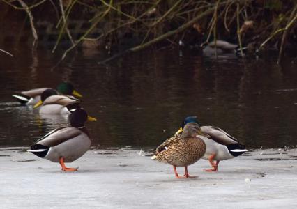 冰冻池塘, 鸭子, 水鸟, 德雷克