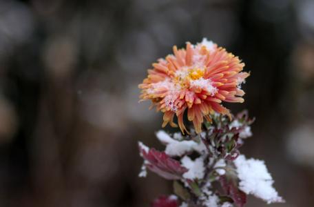 菊花, 花, 红色, 冻结, 雪, 冬天, 脆弱