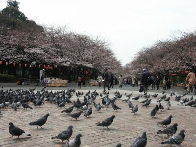 上野公园, 清晨, 公园, 鸽子, 吃, 木材, 人