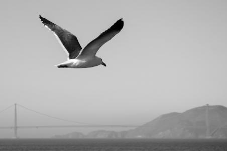 海鸥, 黑色和白色, 三藩市, 金门大桥, 桥梁, 加利福尼亚州, 美国