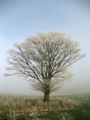 树, 弗罗斯特, 山楂霜, 冬天, 感冒, 白色, 自然