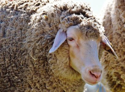羊, 羊毛, 动物, 草甸, 自然, 冬季大衣, 好的 aiderbichl