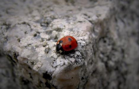 小, 瓢虫, 桤木 pirkko, pistepirkko, 红色, 石石, 在边缘