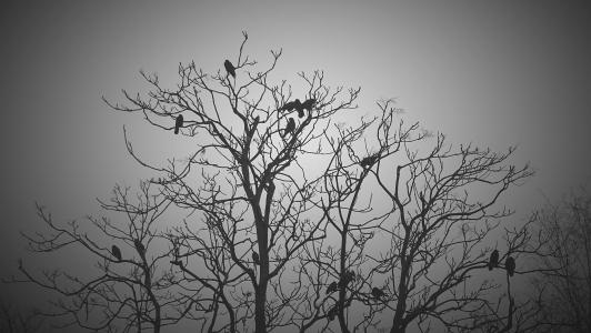 黑色, 白色, 树, 鸟类, 动物, 黑暗, 令人沮丧