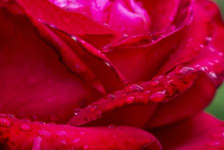 罗莎, 红玫瑰, 花, 红色的花, 花, 花园, 自然