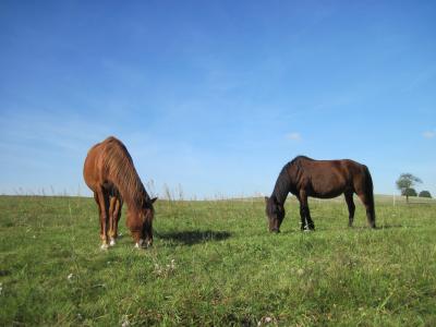 马, 吃草, 牧场, 放松, 棕色, 富克斯, 天空