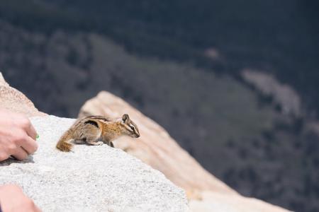 松鼠, 丹佛, 动物, 山, 岩石, 科罗拉多州, 野生