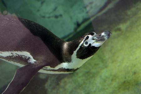 企鹅, 哺乳动物, 水生, 在水之下