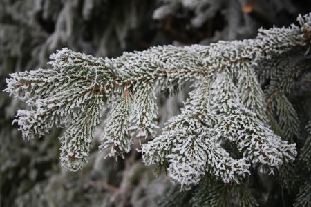 成熟, 冬天, 白霜, 树, 审美, 冻结
