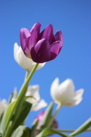 郁金香, 紫色, 花, 多年生草本, 荷兰, 春天, 自然
