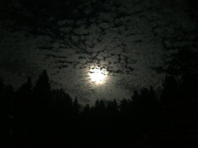 月亮, 晚上, 森林, 很奇怪, 满月, 云彩