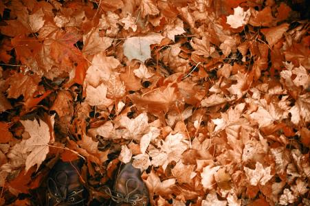 秋天, 干枯的树叶, 秋天, 双脚, 叶子, 枫叶, 鞋子