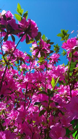 杜鹃, 花, 粉色, 天空, 蓝色, 自然, 粉红色的颜色