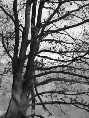 树, 黑暗, 黑色和白色, 自然