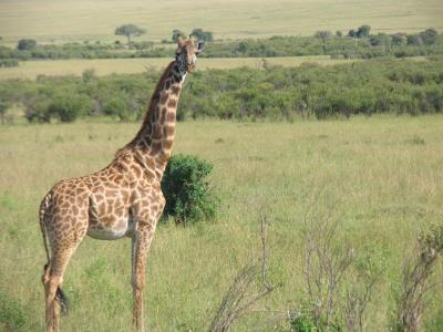 肯尼亚, 长颈鹿, 马赛马拉-, 非洲, 野生动物, 野生动物, 萨凡纳