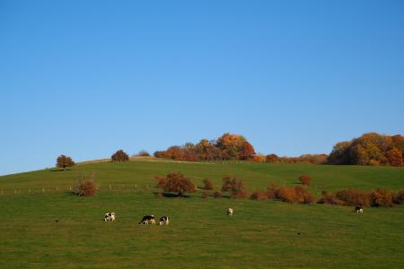 秋天, 秋天的落叶, herbstimpression, 牧场, 母牛, 金色的秋天, 树木