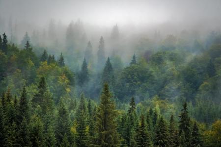 景观, 自然, 森林, 雾, 薄雾, 松树, 松林