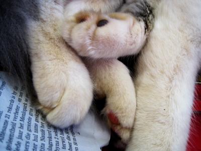 猫, 爪子, 软, 丰满, 放松, 白色
