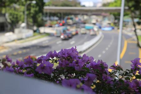 花, 紫罗兰色, 新加坡, 交通