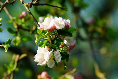 树上苹果, 苹果树上的花, 春天, 开花, 绽放, 树, 自然