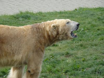 北极熊, 约克郡野生动物园, 一直在游泳, 寻找食物, 户外