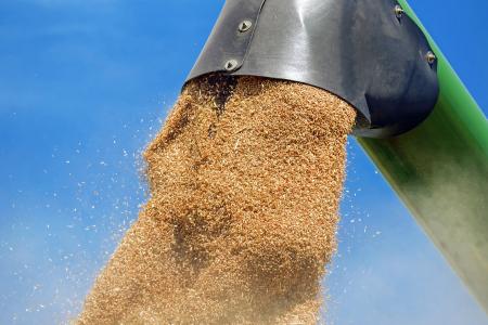 小麦, 谷物, 小麦籽粒, 粮食, 收获, 农业, 食物和饮料
