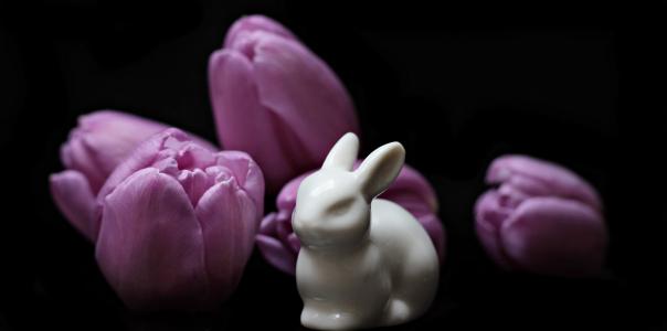 郁金香, 花, 野兔, 复活节兔子, 郁金香花, 郁金香头, 黑色背景