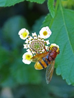 昆虫, 蚜, sirphidae, 双翅目, 模仿蜜蜂的苍蝇, volucella inanis, 虚假的黄蜂