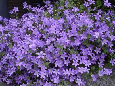 紫色, 花, 植物, 春天