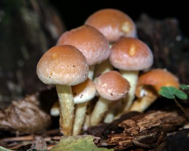 蘑菇, 秋天, hypholoma sublateritium, schwefelkopf, 有毒, 森林, 树真菌