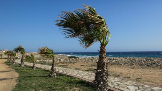 塞浦路斯, 阿依纳帕, 沿海的路径, 棕榈树, 风, 海, 海滩