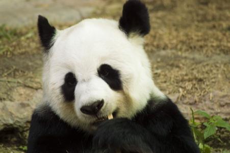 熊猫, 幼崽, 野生动物, 动物园, 可爱, 中国, 哺乳动物