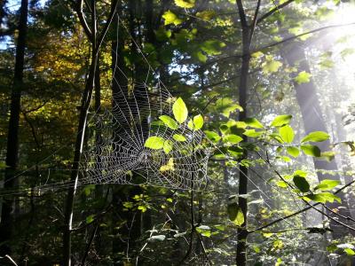 蜘蛛网, 蜘蛛网, 森林, 树木, 昆虫, 案例, 自然