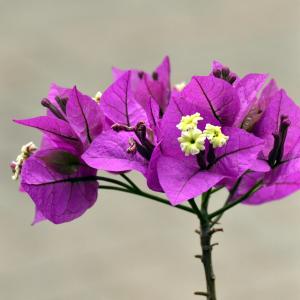 紫色, bougainvilla, 春天