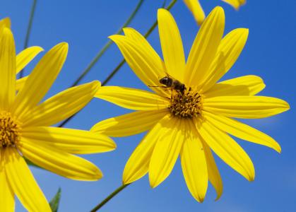 蜜蜂, 鹅花, 花, 植物, 自然, 黄色, 夏季