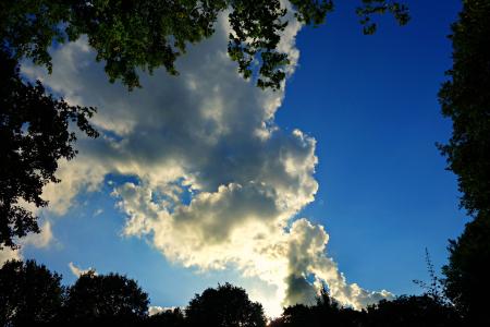 树梢, 天空, 云彩, 向上, 查找, 自然, 蓝色