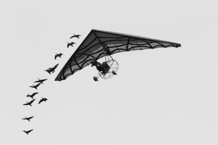 鹅, 飞机, 勒皮杜, 滑翔伞, 飞行, 人类, 飞行