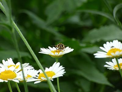 昆虫, 蜜蜂, 开花, 绽放, 自然, 花, 夏季