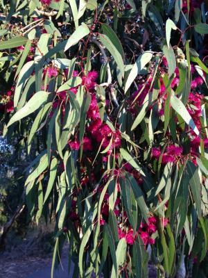 橡胶树, 绽放, 花, 布什, 春天, 澳大利亚