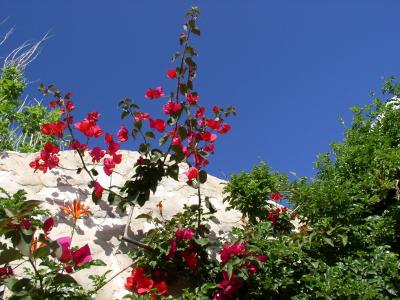 希腊, 花, 天空, 蓝色, 红色, 基克拉泽斯, 簕杜鹃