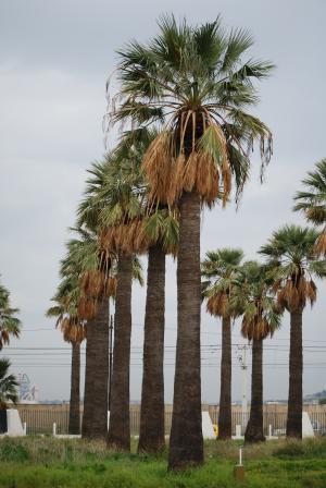 棕榈, 垂直, 绿色, 棕榈树, 树