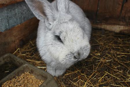 兔子, 耳朵, 灰色
